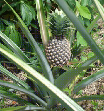 ananas