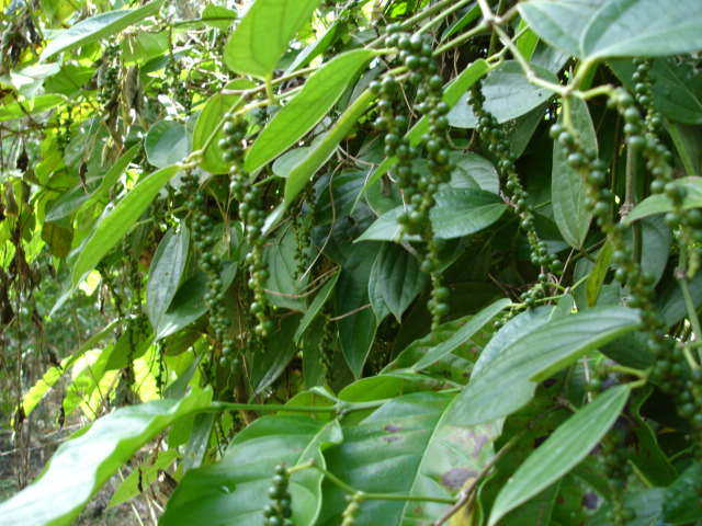 Vanille de Madagascar