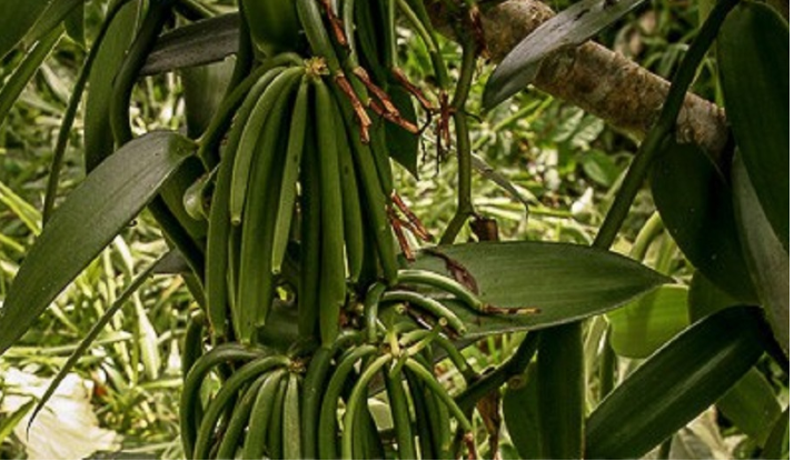 Vanille de Madagascar
